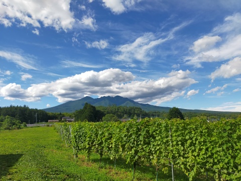 CHARDONNAY（シャルドネ） 2024