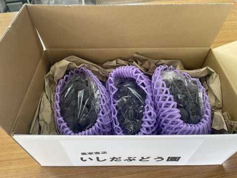 濃厚な甘さ！朝どれ直送＜種なし巨峰 約1kg＞ボリュームたっぷり（2〜3房）