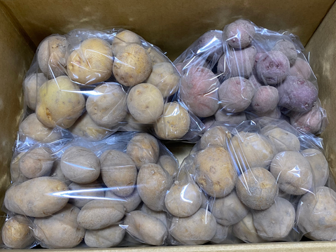 春採りじゃがいもミニ❗️４種類食べ比べ【アンデスレッド、男爵、キタアカリ、メークイン】