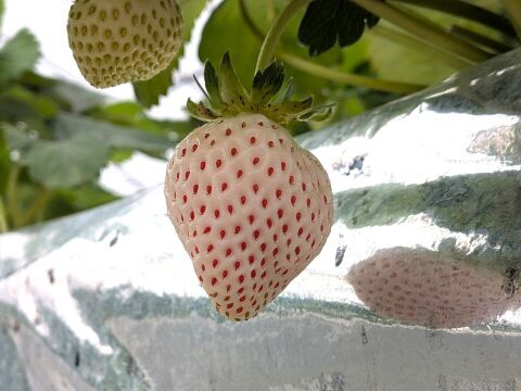希少な夏の＜白いちご＞ 300g×2P【クール便】：長野県産の天使のいちご
