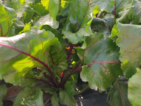 🌱収穫そのままお届け！畑直送！「食べる輸血」採れたて葉付きビーツ1〜2種セット約1.5kg🌱｜畑の鮮度そのまま✨｜農薬・化成肥料不使用｜✨