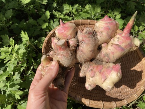 【高知県産】新生姜 500ｇ【2025年10月】＃栽培期間中農薬・化学肥料不使用