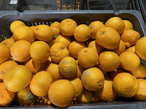 濃厚！うわじまのデコ（不知火）【極小＆選果落】５ｋｇサンプル糖度１１度越え