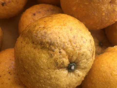 【ちょっとお得・貯蔵品・キズもの】静岡県産　甘夏7kg　さっぱり！ジューシー！サイズいろいろ（肥料不使用）