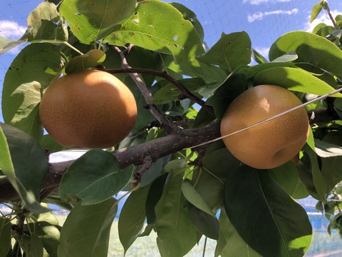 みずみずしさＭＡＸ！　南水梨3Kg（6〜9個）