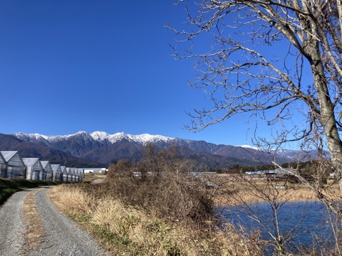 長野県中川村産 長芋（贈答用5kg）