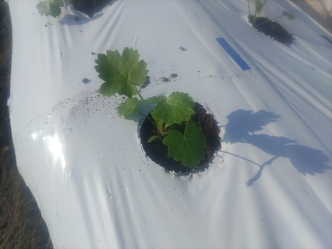 パースニップ（Parsnip） 1kg 1本当たり200g～250g