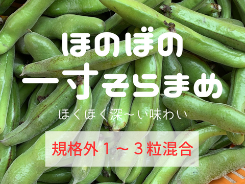 【お買い得】規格外/朝穫れ❗2㎏「そら豆（さや付き）」4月下旬～