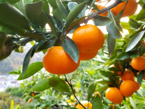 まるで飲むみかん　人気のみかんで作ったミカンジュース