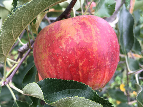 夏りんごと言えば！ りんご 超訳あり サンつがる 約1.8キロ5-10玉 復興支援 早期予約特典 #SAT0C018