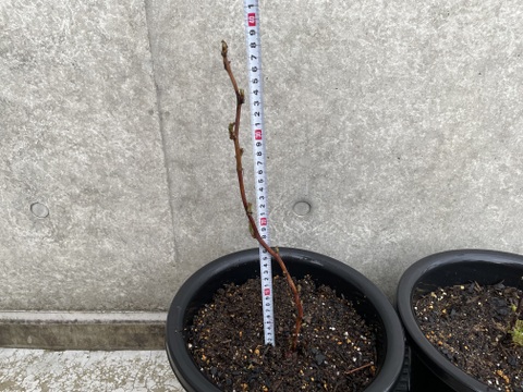当ファームで栽培しているラズベリーです【ラズベリー鉢植え】【観賞用】