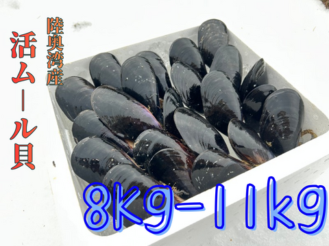 【天然✨陸奥湾産】活ムール貝【8Kg〜11kg】