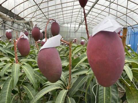 【夏ギフト】沖縄マンゴー『殿内之宝（どぅんちぬたから）』（家庭用2.0kg3~5玉）