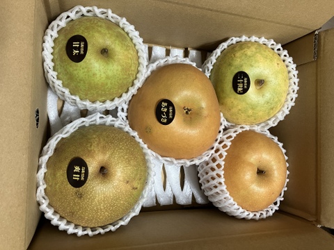 【鳥取県産】和梨食べ比べセット　約3kg