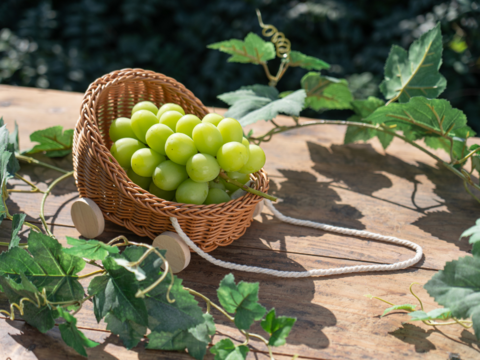 パリッとジューシー！香り弾ける！『シャインマスカット』（２房/合計約１.２kg）【贈答・ご褒美】