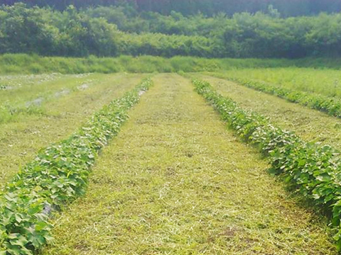 自然栽培熟成さつまいも（シルクスイート）2㎏
スッキリした大人の甘みをお楽しみください。