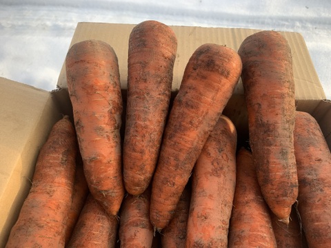 北海道産有機人参(大)  10kg