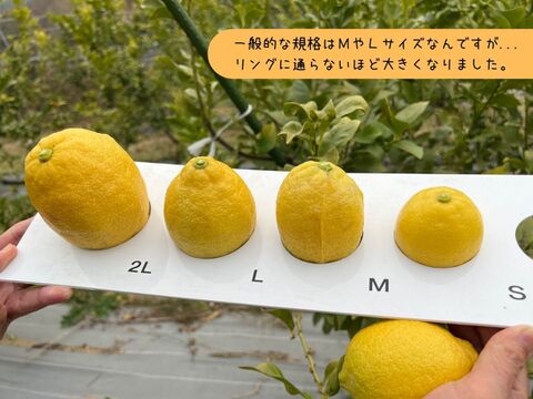 【広島県産】皮まで安心！大玉レモン！(2kg)