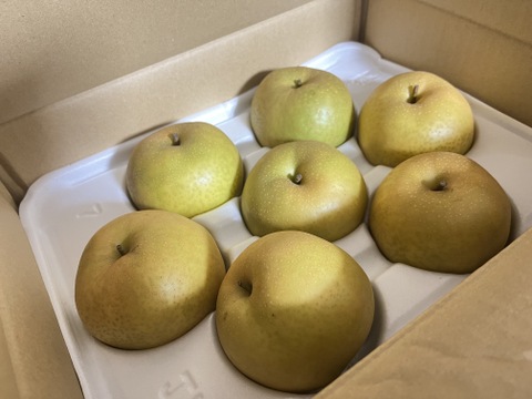 限定数量「新甘泉」2.5キロ(7～9玉) たにがみ農園 果汁たっぷり‼ 鳥取県 梨 nashi しんかんせん