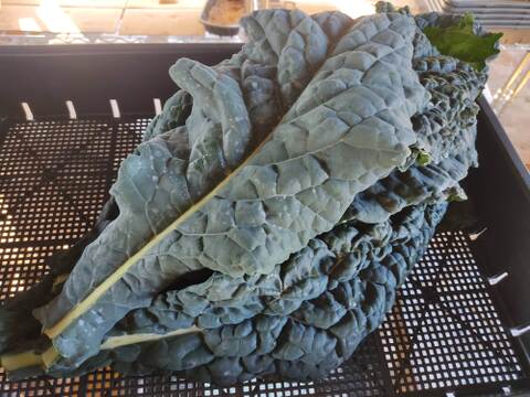 ✨農薬・化成肥料不使用の珍しい野菜カーボロネロ500g✨