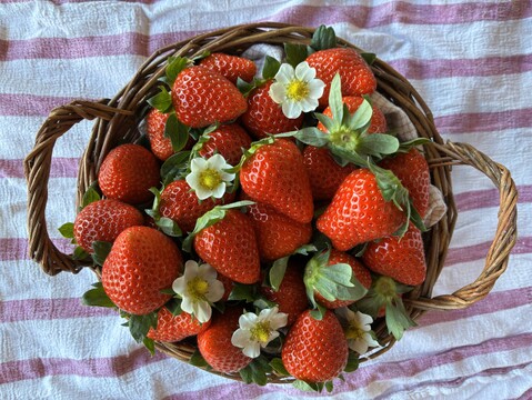 山梨の寒暖差で甘さ濃厚！化粧箱入り12粒入