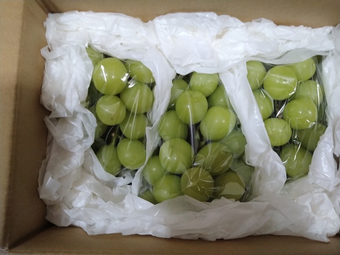 【喜ばれ度No.１】【最短翌日発送】とっても甘くてジューシーなシャインマスカット　
【ご家庭用】１㎏以上
S-K1