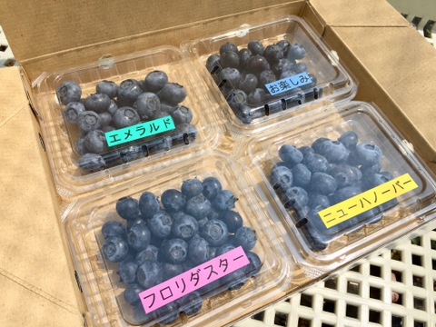 特別販売 期間限定 ブルーベリー3種類 食べ比べセット 100g 4パック 東京都産 食べチョク 農家 漁師の産直ネット通販 旬の食材を生産者直送