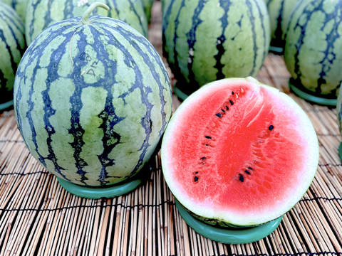 ▼今期終売【晴れの国・岡山県産】シャリ感たっぷり！皮手前まで美味しい大玉すいか『縞王』６Kg級-１玉／ニホンミツバチ交配／露地栽培／化成肥料・化学農薬・着果剤不使用【※保冷便指定】