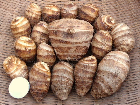 【自然栽培】里芋２種類食べ比べセット！栗のようにホクホク甘い里芋 八つ頭 ＆ 在来種の里芋 大野在来（大野芋）合計2.5kg