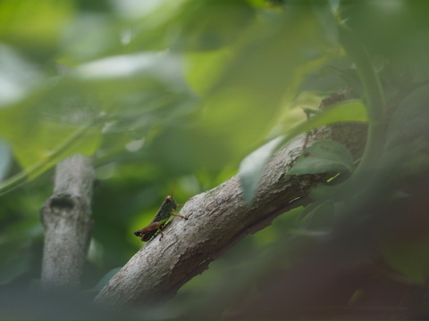 【定期便専用】2kg大粒冷凍ブルーベリー　農薬不使用 「るりしずく」