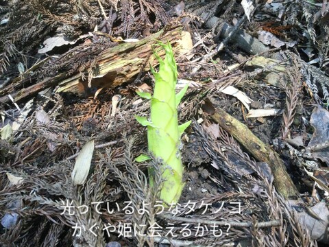 孟宗竹の生たけのこ、朝掘りタケノコ !   柔らかくて、エグ味が少ないです。５０年以上農薬・化学肥料を施していません。栽培管理としては、間伐して、タケノコを掘るだけです。予約受付中