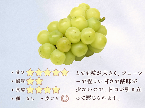 雄宝1.0～1.2kg【信州長野県産ぶどう】※2025年先行予約※　９月上旬より発送開始