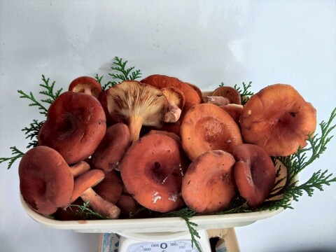 【天然茸】乳茸/チチタケ/チタケ/乳色のエキス濃厚な出汁/500ｇ【特選】