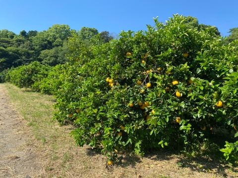 河内晩柑　(ご家庭用３kg)