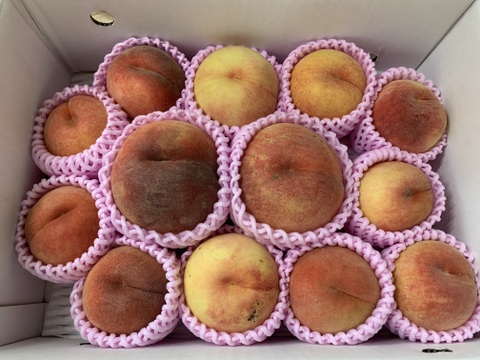 【お試し規格】訳あり C品　約3kg　8～14玉　9月上旬　お得にたくさん食べたい方へ　農家直送