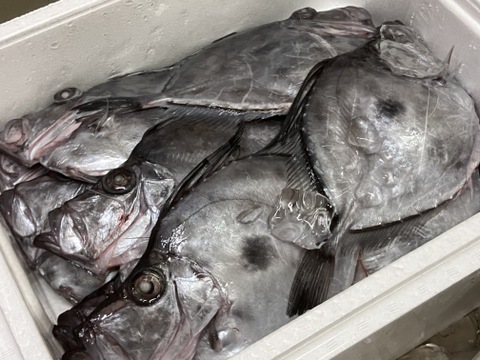 【魚ガチャ！おかず】からの出世魚！マトウダイ３kg