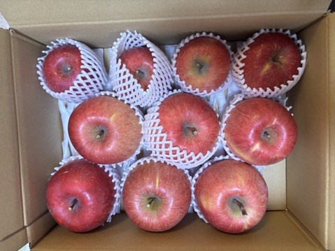 【サンふじ】ジューシーな須坂産家庭用サンふじリンゴ（約3キロ）