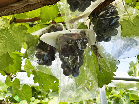 真っ黒甘い！岡山県産種なしニューピオーネ　約250gｘ4パック（約1kg、4パック）