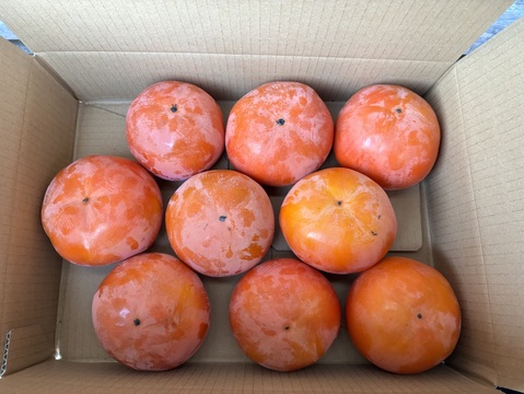 【訳あり】柿の王様、樹上完熟のあまーい富有柿2㎏(8〜10個)