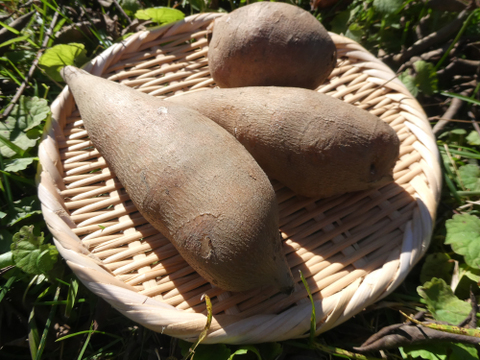 冬の芋類４種バラエティセット（4kg）さつまいも・里芋・菊芋・ヤーコン