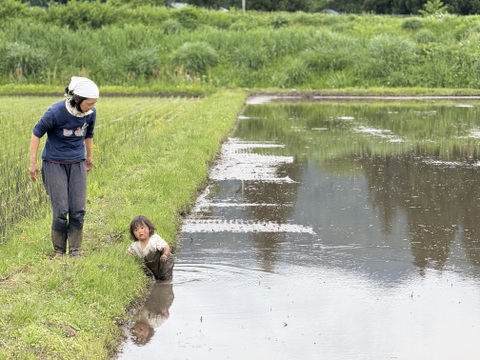 【新米令和７年】『Heitarō Rice』秘境 金山町産　幻のお米 亀ノ尾4kg