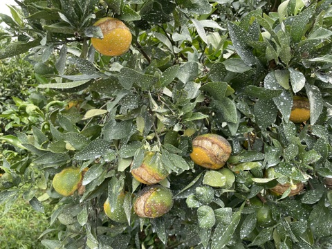 シャキシャキ、プチプチ驚異的な甘さ『甘平』！