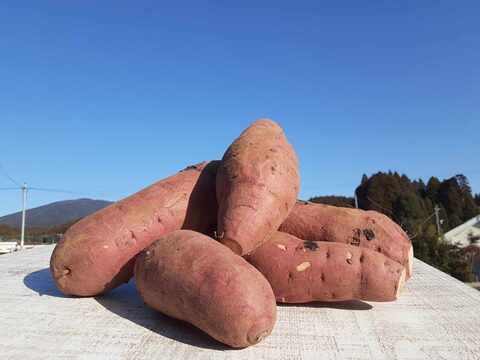 ニシユタカ＆紅はるか　2025年産　訳あり　たっぷり6ｋｇずつの12ｋｇ入り！　貯蔵して超絶美味しい！　有機JAS　いもいもセット　そのやま農園