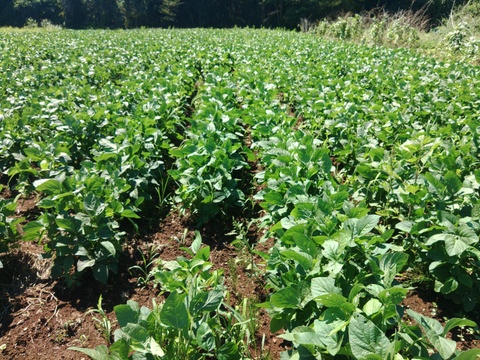 農薬不使用、無肥料栽培、希少!　山梨県上野原産　津久井在来枝豆（枝付き）１ｋｇ