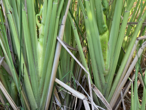 今が旬！秋の味覚『マコモタケ』1.5㎏