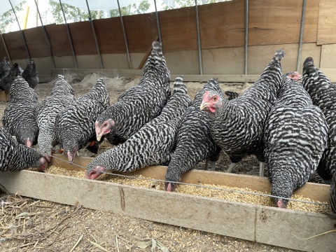 飼育環境にこだわった平飼い自然卵（有精卵）20個