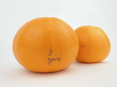 【柑橘の大トロ】果汁溢れる💓ハウスせとか家庭用5kg✨