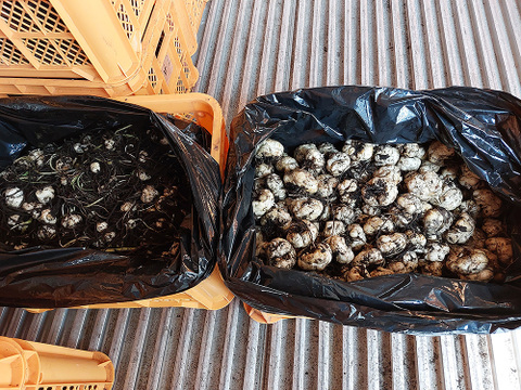 収穫後 数か月寝かせて甘みを増やしています　ほくほくしてほんのり甘～いゆり根 3袋 （100g×3個）（訳あり商品）鹿児島県産 化学肥料不使用・除草剤不使用　もみじファーム