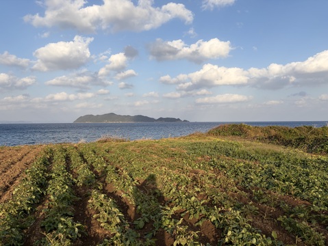 潮風 × 火山灰土が育てた甘くて美味しい！島のスナップエンドウ　400g（80g×５p）