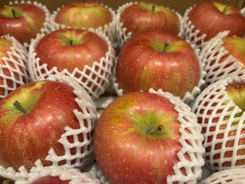 収穫中！「甘～いしなのスイート約10kg」当農園リピーターのお客様が一番多い品種です。果汁が多く甘味が強く酸味が優しい品種です。(今年は収穫量少し少なめかもです？）糖度十分！